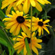 image de Rudbeckia fulgida