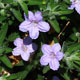 image de Ruellia humilis