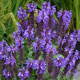 image de Salvia nemorosa