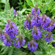 image de Salvia nemorosa