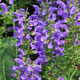 image de Salvia