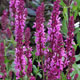 image de Salvia nemorosa