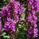 image de Salvia nemorosa