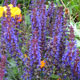 image de Salvia nemorosa