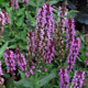 image de Salvia nemorosa