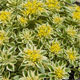 image de Sedum takesimense