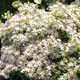 image de Sedum