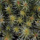 image de Sedum polytrichoides