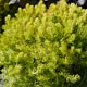 image de Sedum rupestre