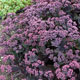 image de Sedum ussuriense