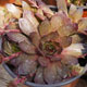 image de Sempervivum