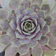 image de Sempervivum