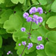 image de Thalictrum delavayi