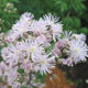 image de Thalictrum aquilegifolium