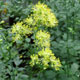 image de Thalictrum flavum