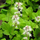 image de Tiarella