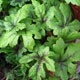 image de Tiarella