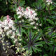 image de Tiarella