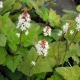 image de Tiarella wherryi