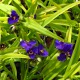 image de Tradescantia x