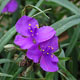 image de Tradescantia x