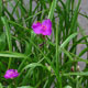 image de Tradescantia x