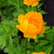 image de Trollius x cultorum