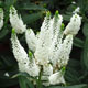 image de Veronica longifolia