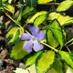 image de Vinca minor