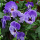 image de Viola x hybrida