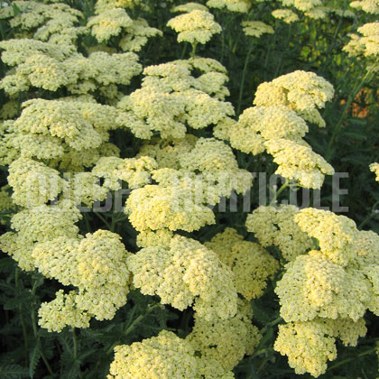 image de Achillea Anthea