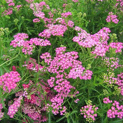 image de Achillea millefolium Cerise Queen