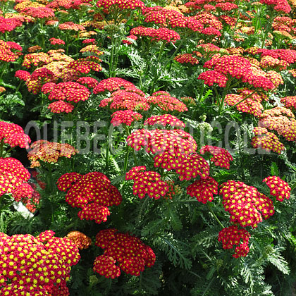 image de Achillea millefolium Strawberry Seduction