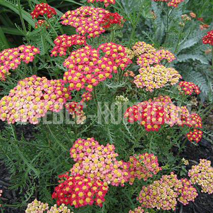 image de Achillea millefolium Paprika