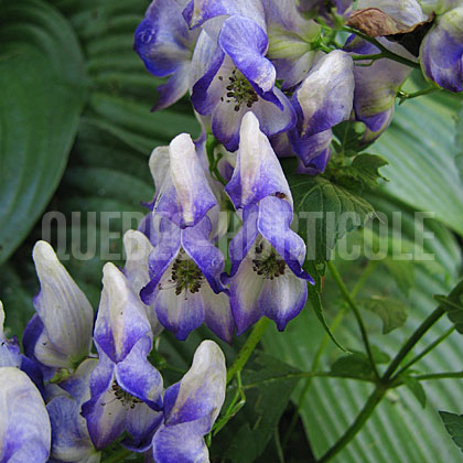 image de Aconitum x cammarum Bicolor