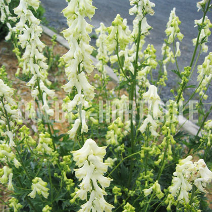 image de Aconitum Ivorine