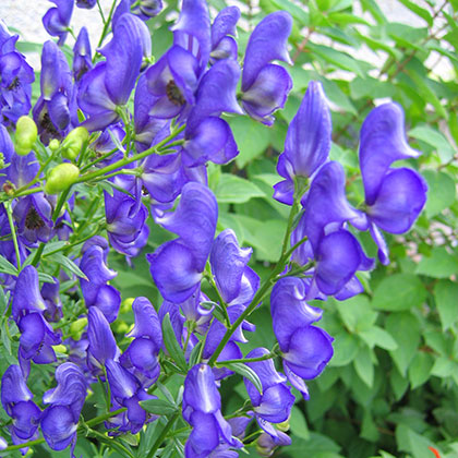 image de Aconitum napellus 