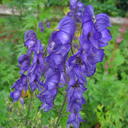 image de Aconitum napellus 