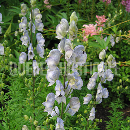 image de Aconitum Stainless Steel