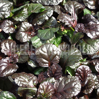 image de Ajuga reptans Black Scallop™