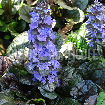 image de Ajuga reptans Black Scallop™