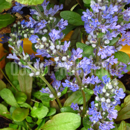 image de Ajuga reptans Dixie Chip