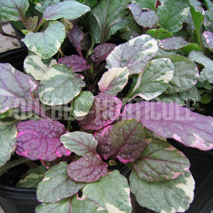 image de Ajuga reptans Burgundy Glow