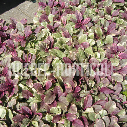 image de Ajuga reptans Burgundy Glow