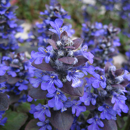 image de Ajuga reptans Catlin's Giant