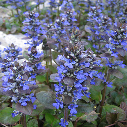 image de Ajuga reptans Catlin's Giant