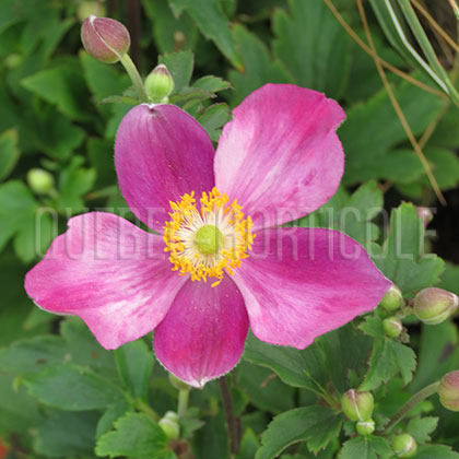 image de Anemone Pretty Lady Diana