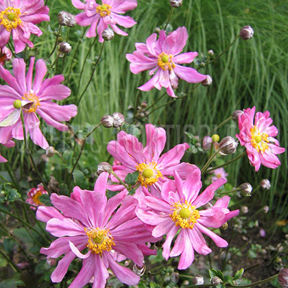 image de Anemone hupehensis var. japonica Prinz Heinrich