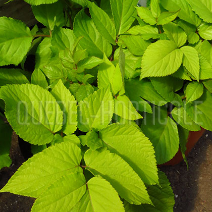 image de Aralia cordata Sun King