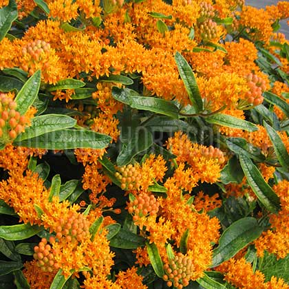 image de Asclepias tuberosa 